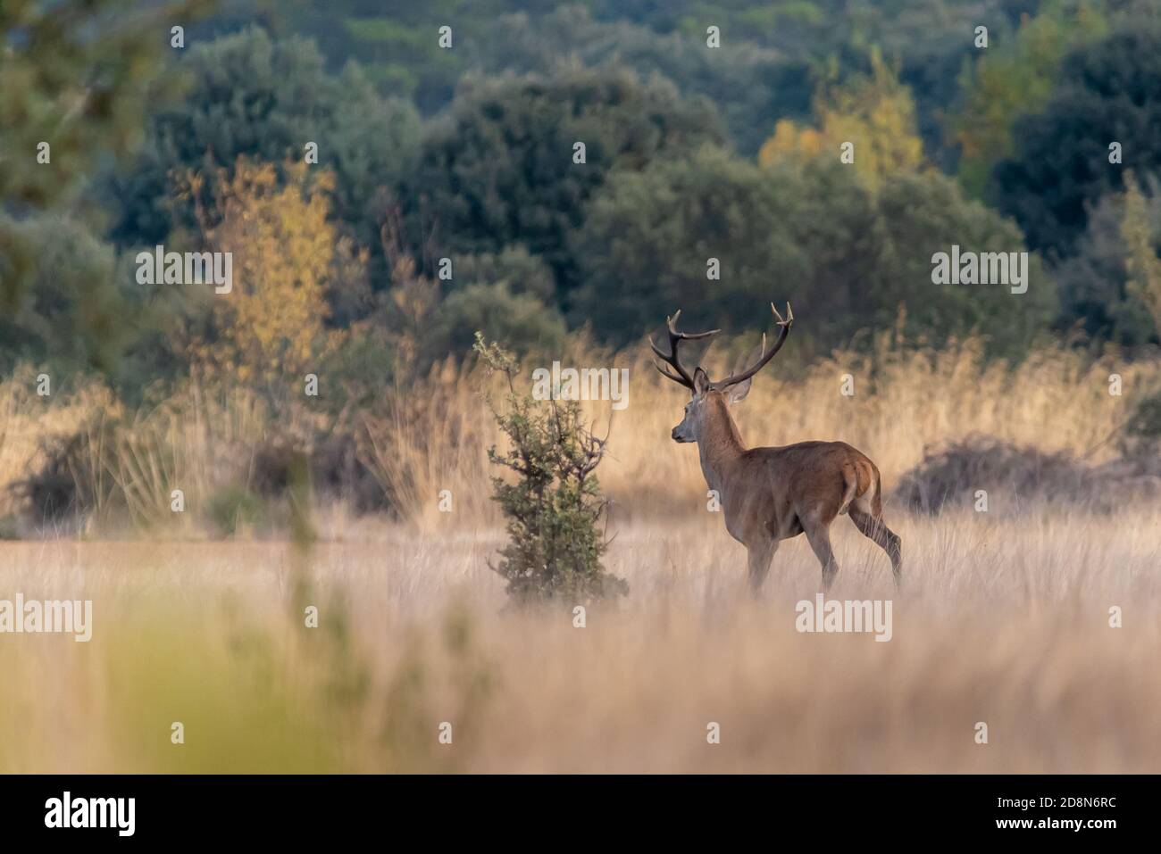 Hirsche, die durch das Feld in Tábara, Sierra de la Culebra, Zamora, Castilla y León, Spanien wandern. Stockfoto