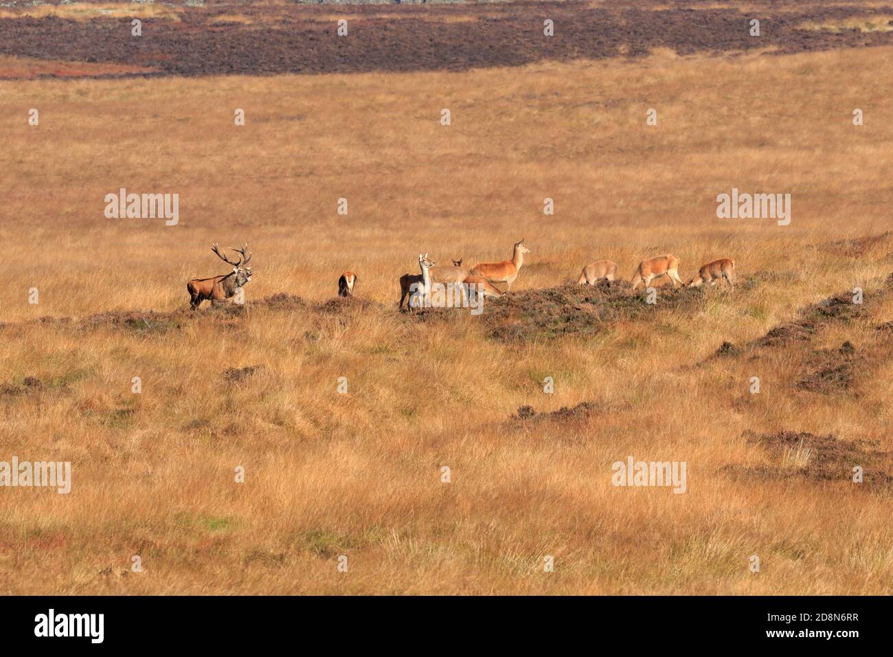 Rothirsch mit Hirschen, Cervus elaphuson während der herbstlichen Rut auf Big Moor, Derbyshire, Peak District National Park, England, Großbritannien. Stockfoto