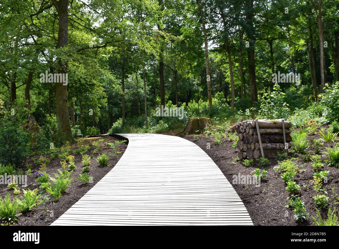 Ein schöner Weg durch den Wald am Newt, einem Landgarten und Anwesen in Somerset. Stockfoto