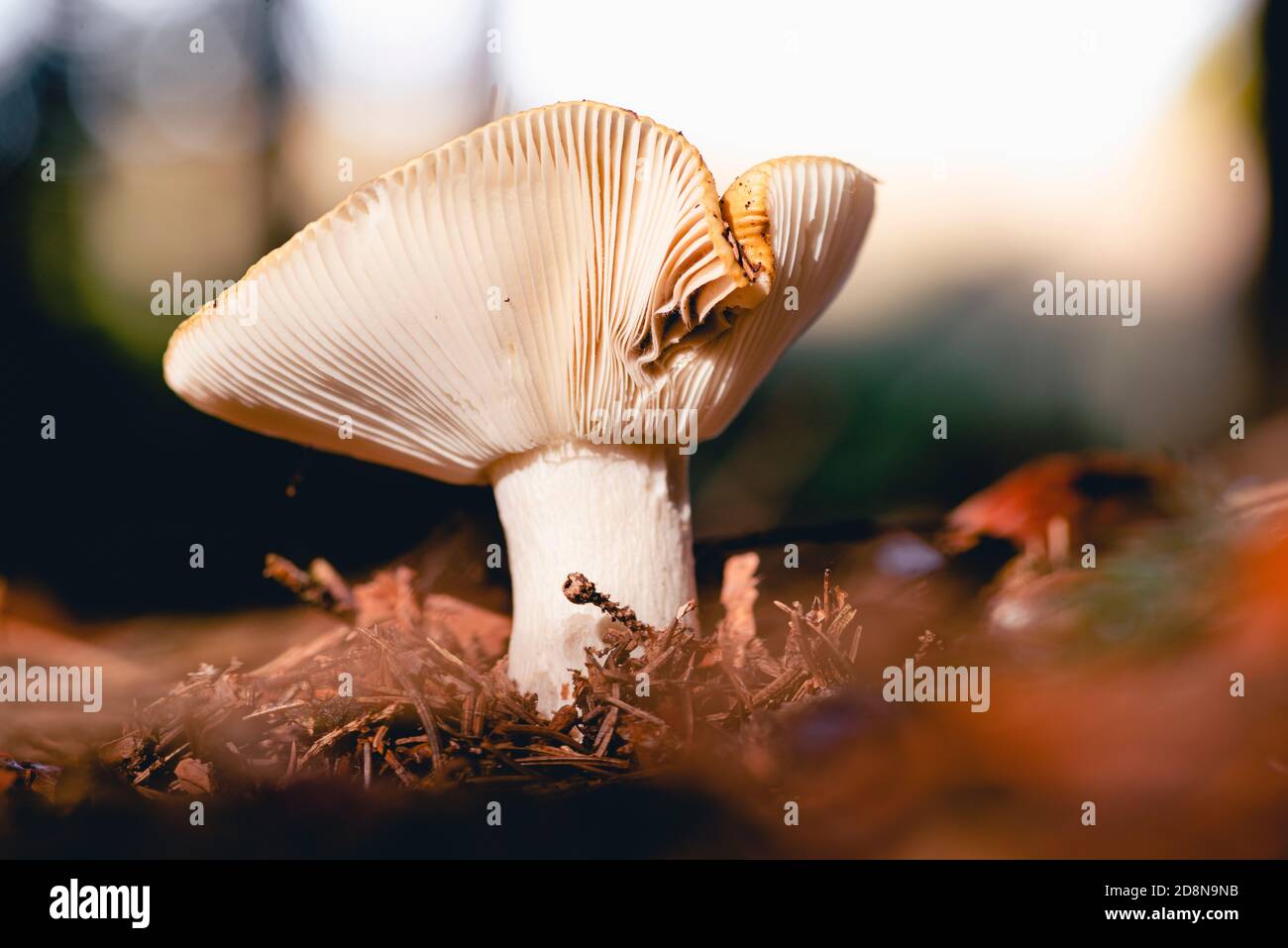 Einzelner großer Pilz mit sichtbaren Kiemen Stockfoto
