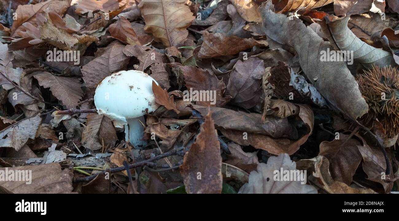 Die magische Umgebung des Unterholz, mit seinen abfallenden Blättern von den Bäumen und Herbstpilzen. Stockfoto