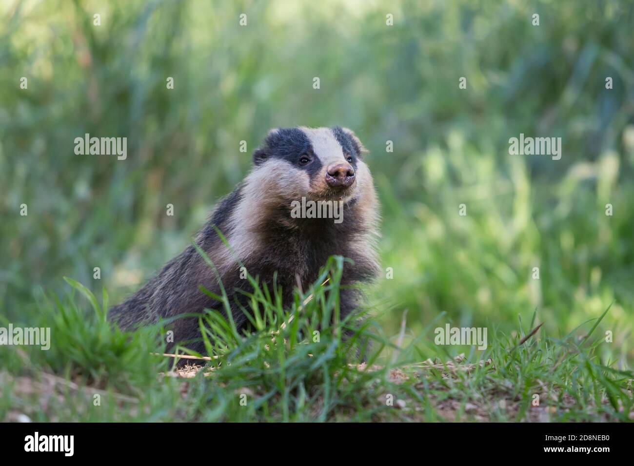 Europäischen Dachs (Meles meles), Dumfries, Schottland Stockfoto