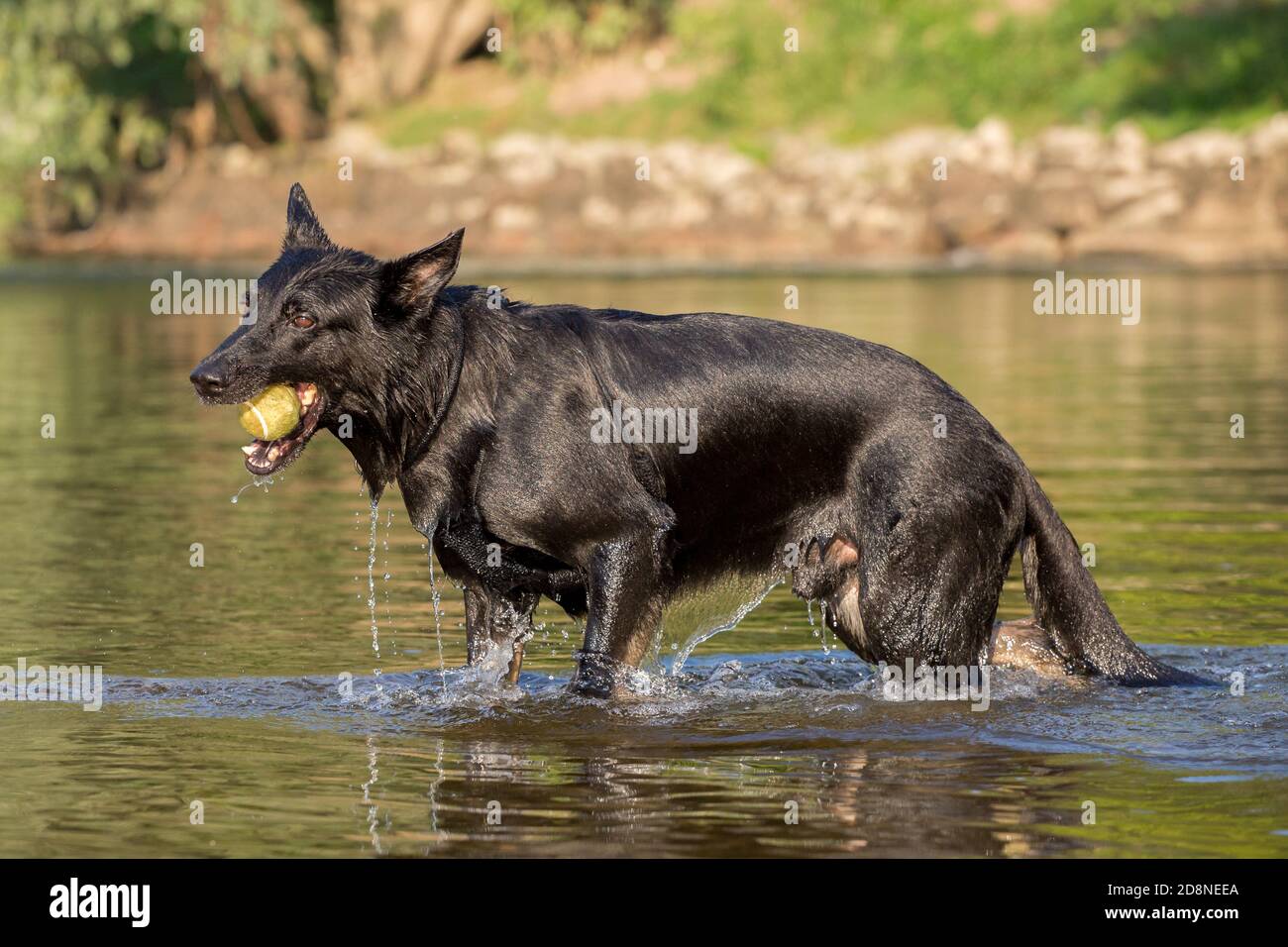 Schwarzer Schäferhund abrufen Objekt aus Wasser, Italien Stockfoto