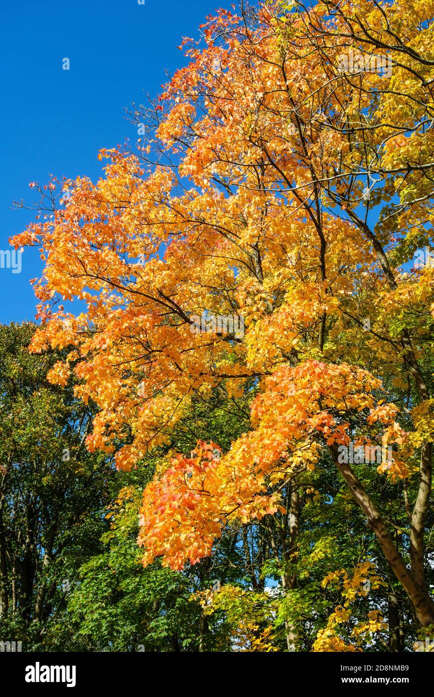 Spektakuläre Herbstfärbung in Bradford Road, Ellesmere Park, Eccles, Salford, Greater Manchester, Großbritannien Stockfoto