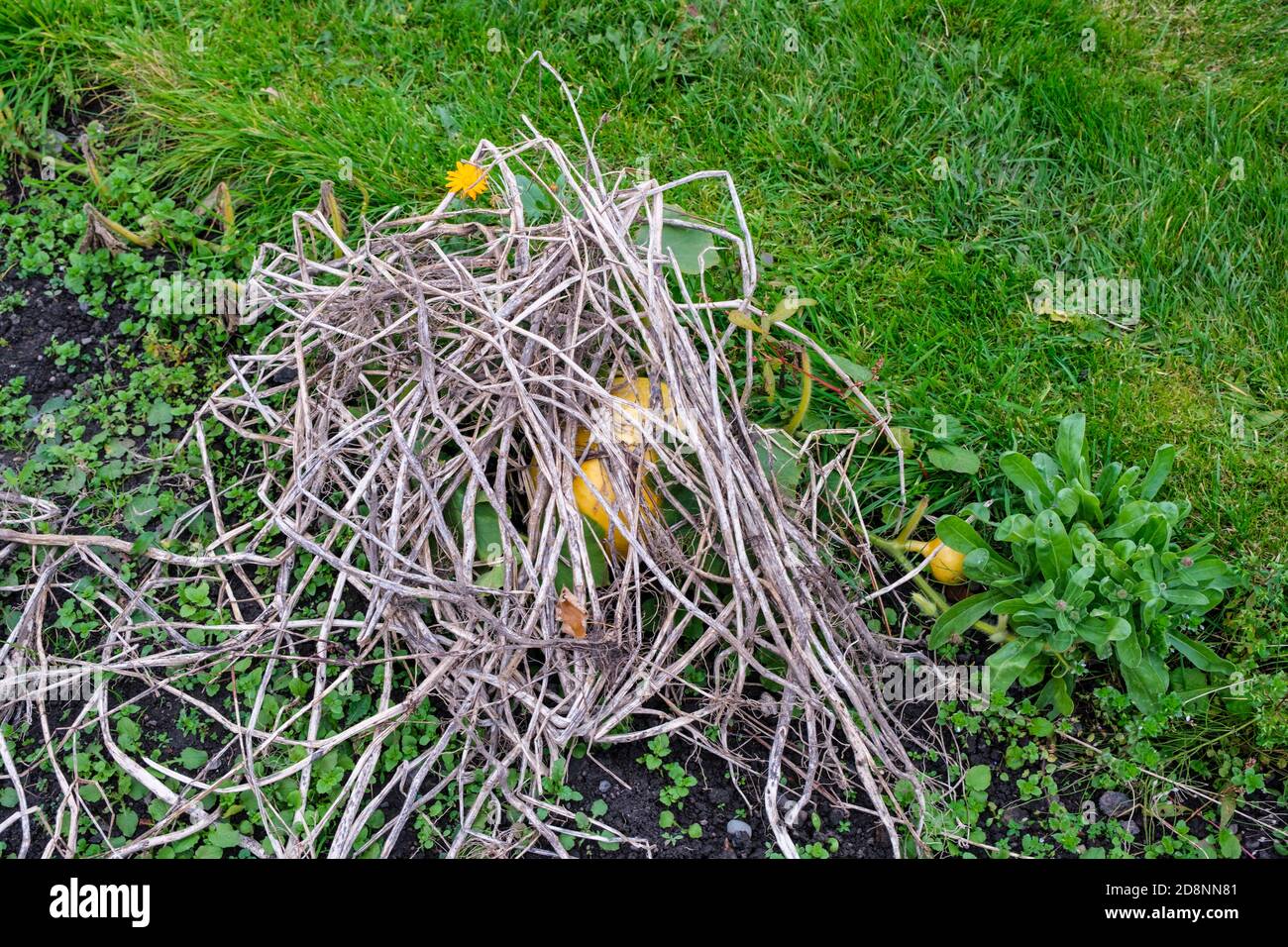 Rouge Vif d'Etampe Kürbis vor Frost durch Zweige geschützt Eine Zuteilung Stockfoto