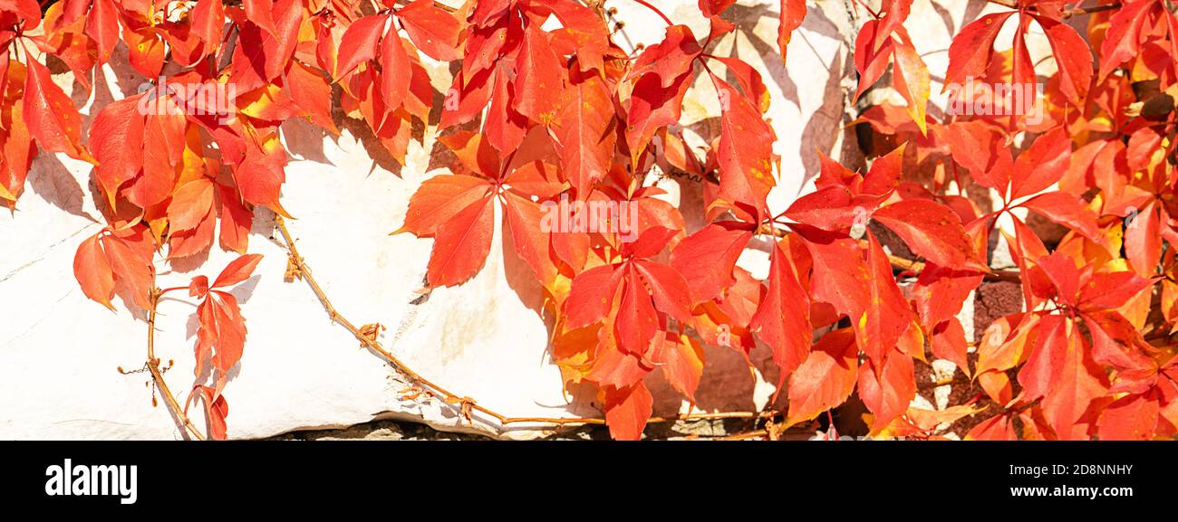 Herbst kreative Komposition. Schöne Herbstblätter auf Wandhintergrund. Herbstblatt. Platz kopieren, Vorderansicht. Stockfoto