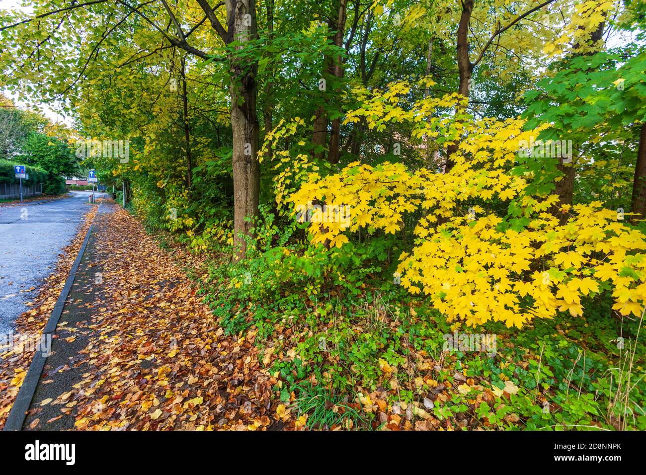 Spektakuläre Herbstfärbung in Bradford Road, Ellesmere Park, Eccles, Salford, Greater Manchester, Großbritannien Stockfoto