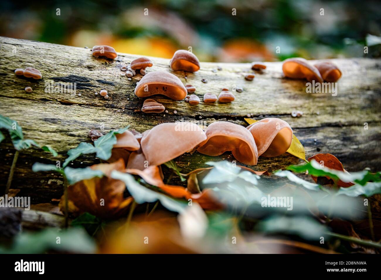 Pilze im Herbst Stockfoto