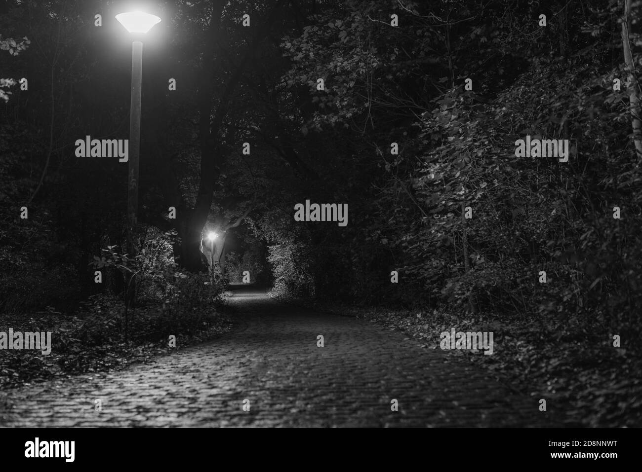 Eine gepflasterte Straße, die durch einen Wald führt, Kopfsteinpflasterstraße in der Nacht, Straßenlampen in der Nacht, Schwarz-Weiß-Foto Stockfoto