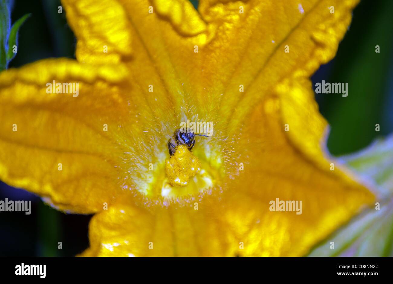 Pollentropfen bedeckt diese Honigbiene, da sie die Zucchiniblüten bestäubt, damit Früchte produziert werden können. Bokeh-Effekt. Stockfoto