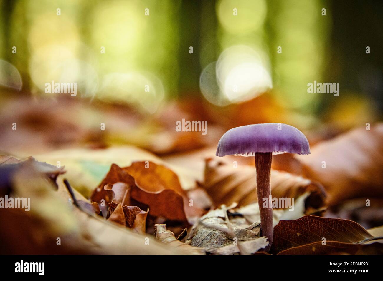 Pilze im Herbst Stockfoto