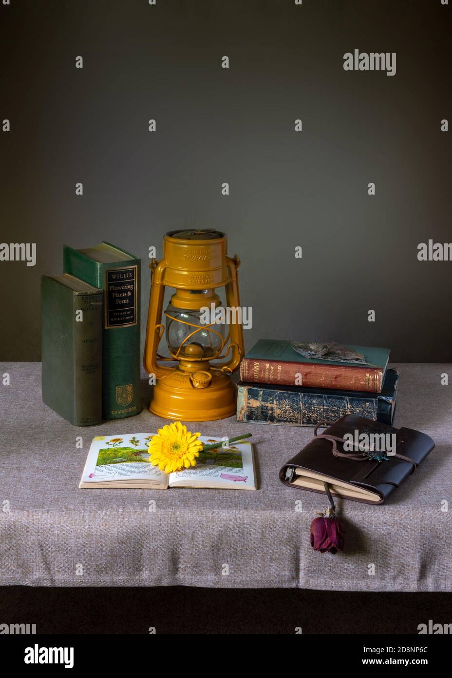 Gänseblümchen-Blume und Bücher über Blumen-Identifikation auf einem Schreibtisch mit Vintage Botanik Bücher verziert - antike Amateur Botaniker oder Gardner Konzept, mit einem Ye Stockfoto