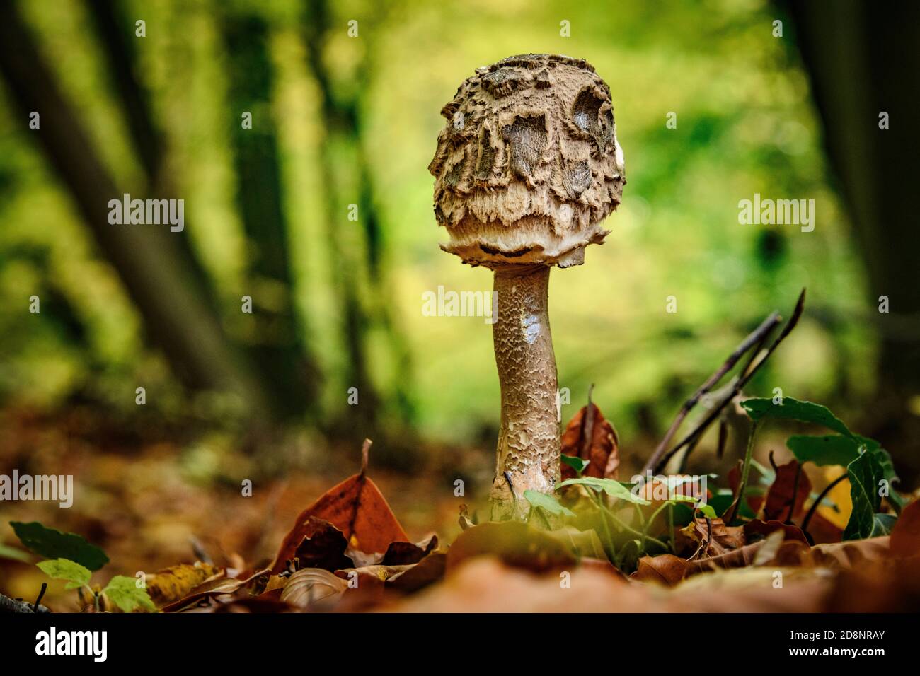 Pilze im Herbst Stockfoto