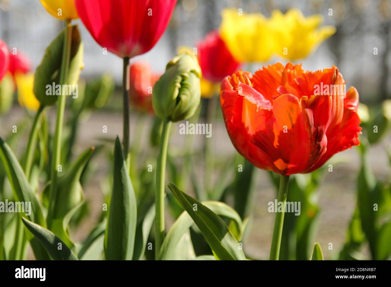 Ein großer roter Papageientulpe Nahaufnahme in einem Blumengarten In den niederlanden im Frühling Stockfoto