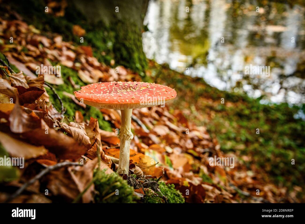 Pilze im Herbst Stockfoto