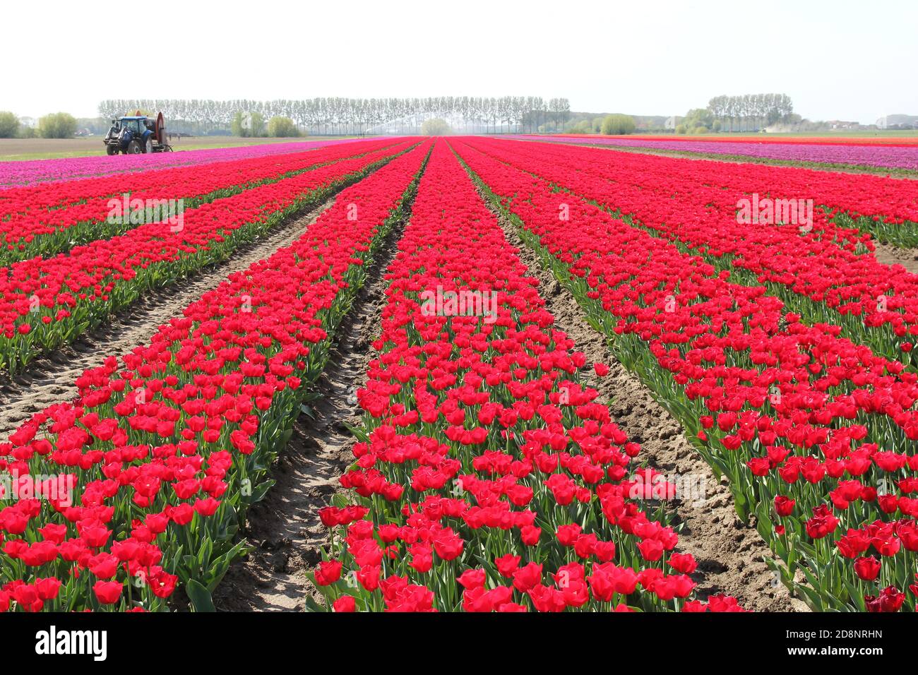 Ein schönes Blumenzwiebelfeld mit Reihen blühender roter Tulpen In den niederlanden im Frühling an einem sonnigen Tag Stockfoto