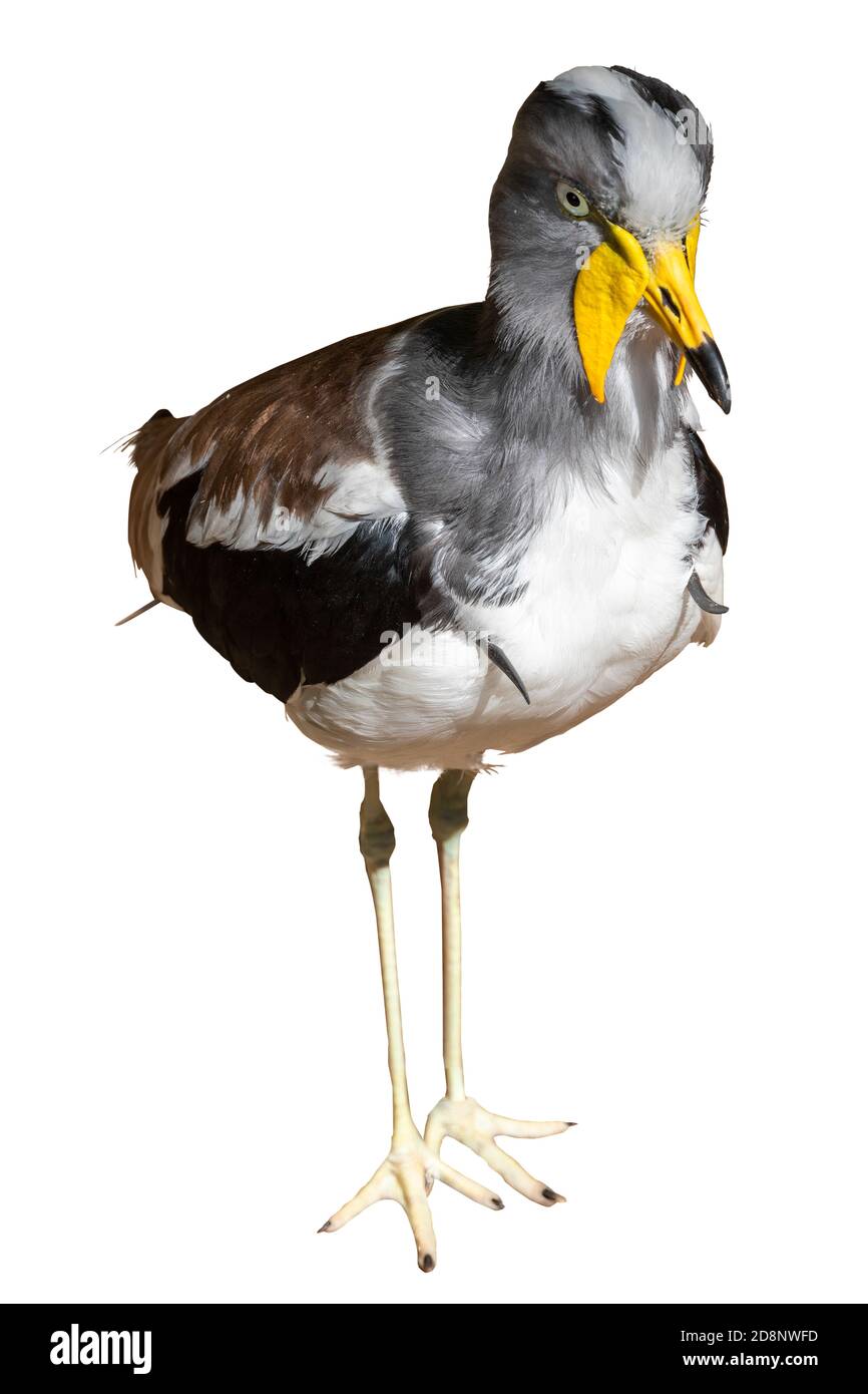 Grauer, schwarzer und brauner Vogel mit gelbem Schnabel. Weißer Kiebitz-Pullover (Vanellus albiceps) im Stehen. Isoliert auf weißem Hintergrund. Beachten Sie die Ausläufer Stockfoto
