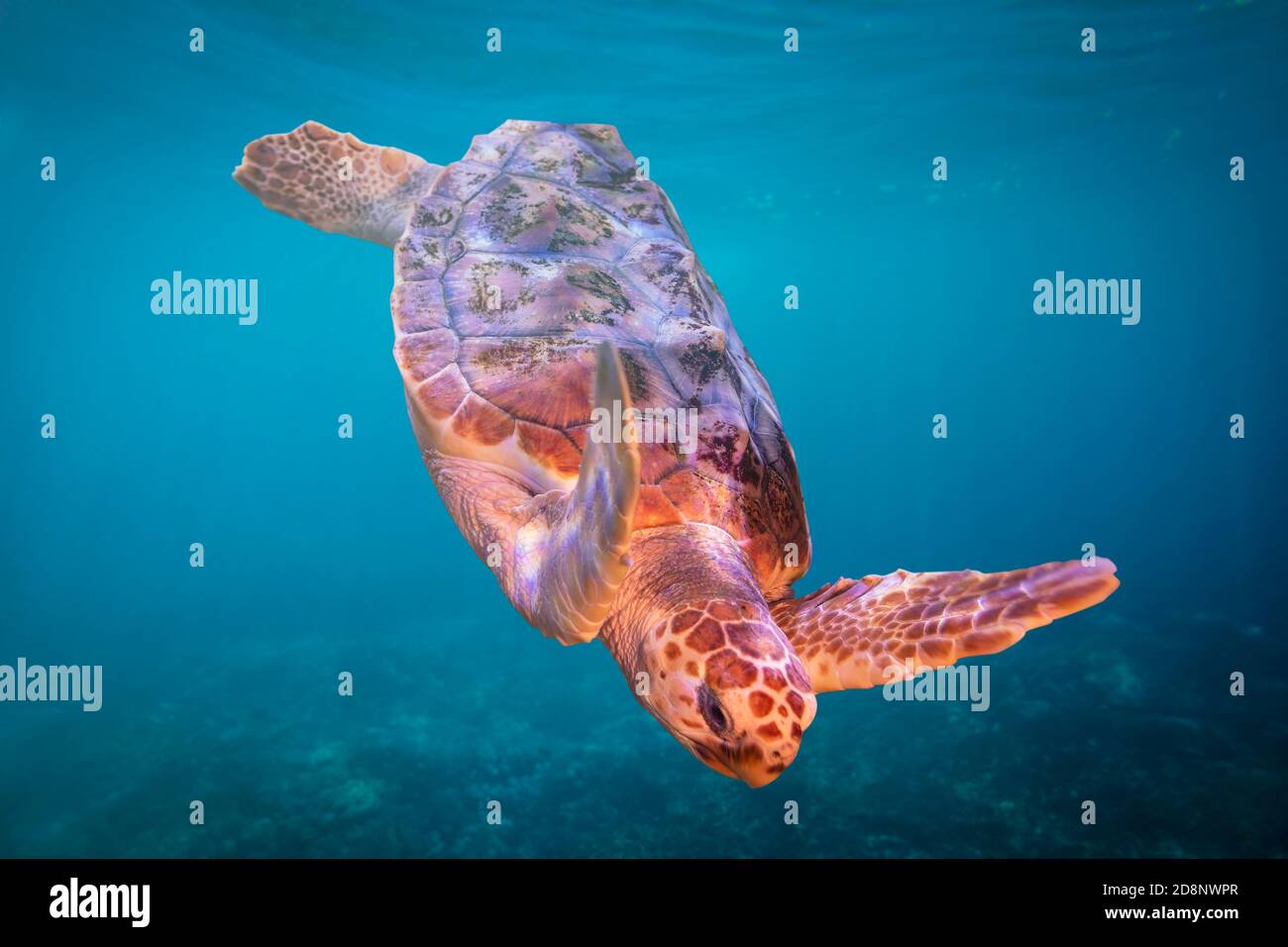 Nahaufnahme der Meeresschildkröte, die unter Wasser schwimmt. Stockfoto