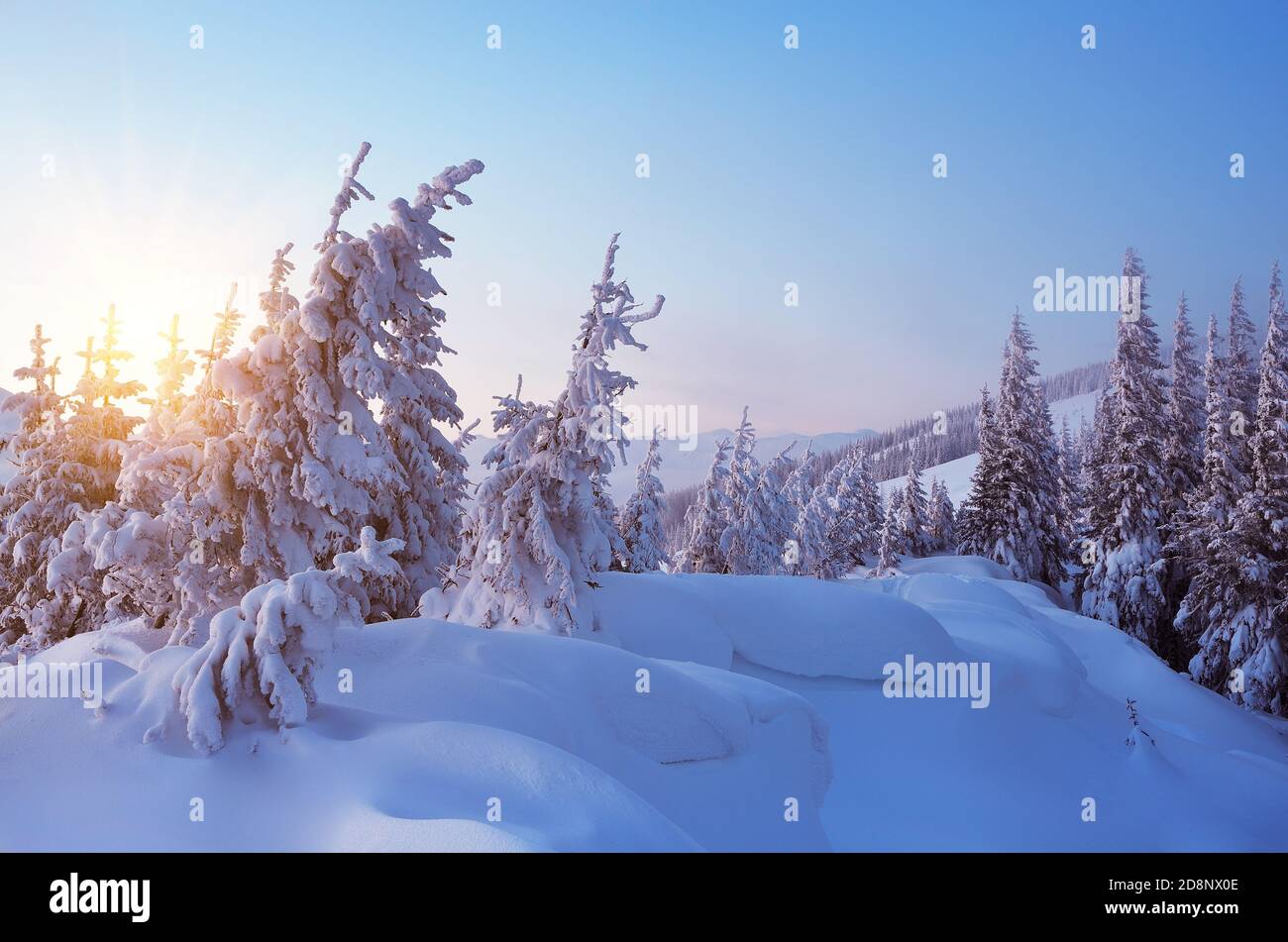 Winterlandschaft frostiger Abend in einem Bergwald. Fichte im Schnee und driftet. Karpaten, Ukraine Stockfoto