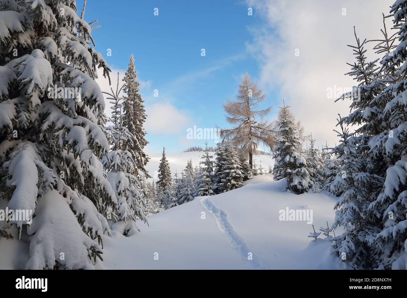 Frostiger Tag in den Bergen. Verschneite Strecke im Nadelwald. Karpaten, Ukraine, Europa Stockfoto