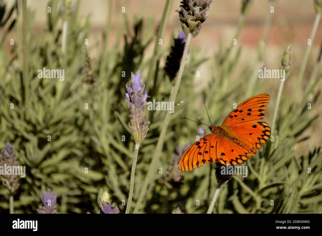 Schmetterling auf Lavendelblüten im Garten - Lepidoptera - Lavandula angustifolia Stockfoto