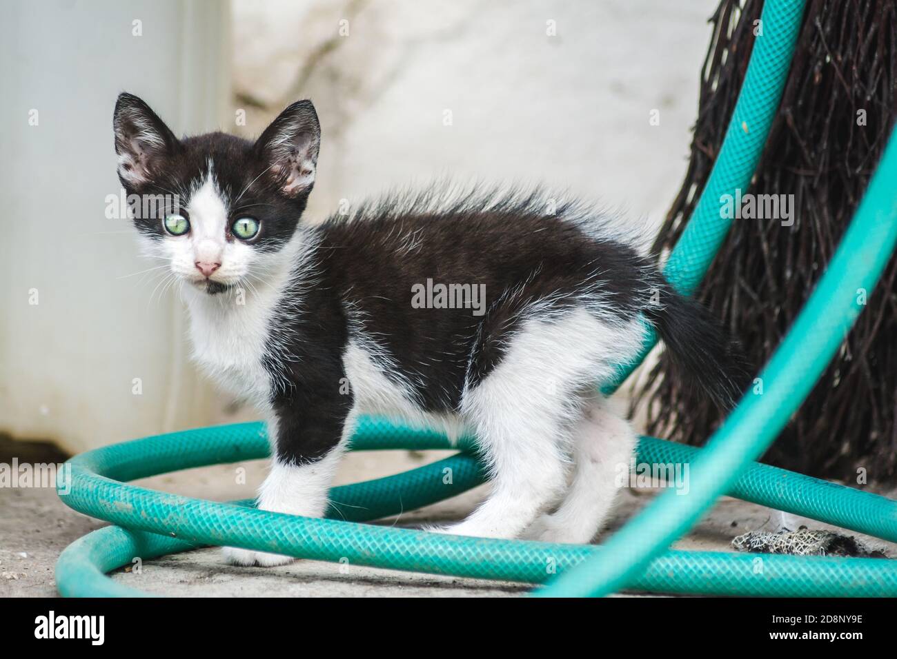 Nahaufnahme eines niedlichen kleinen heimischen Kätzchens Stockfoto
