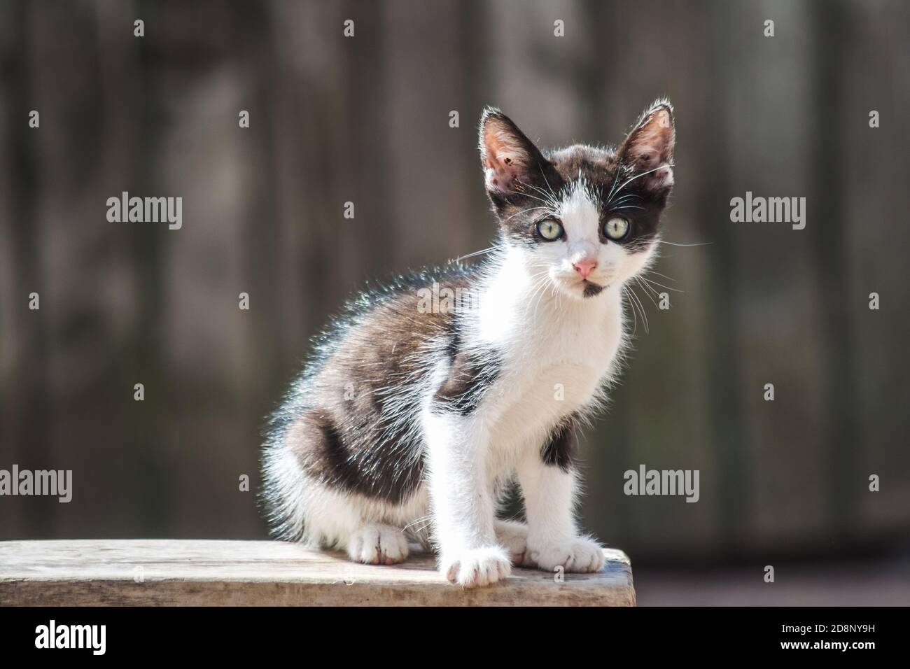 Nahaufnahme eines niedlichen kleinen heimischen Kätzchens Stockfoto