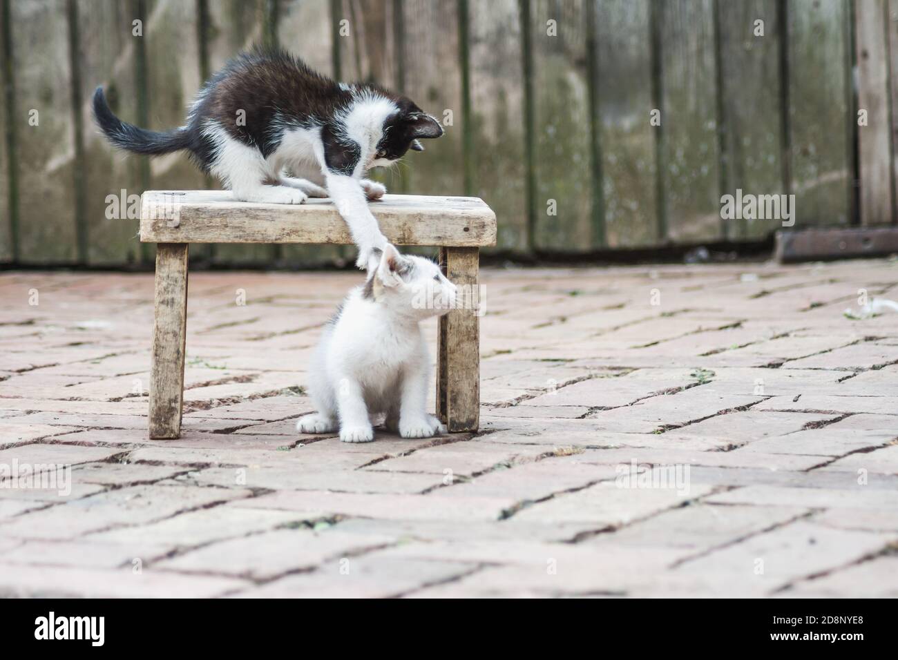 Schöne Aufnahme von niedlichen spielen Kätzchen Stockfoto