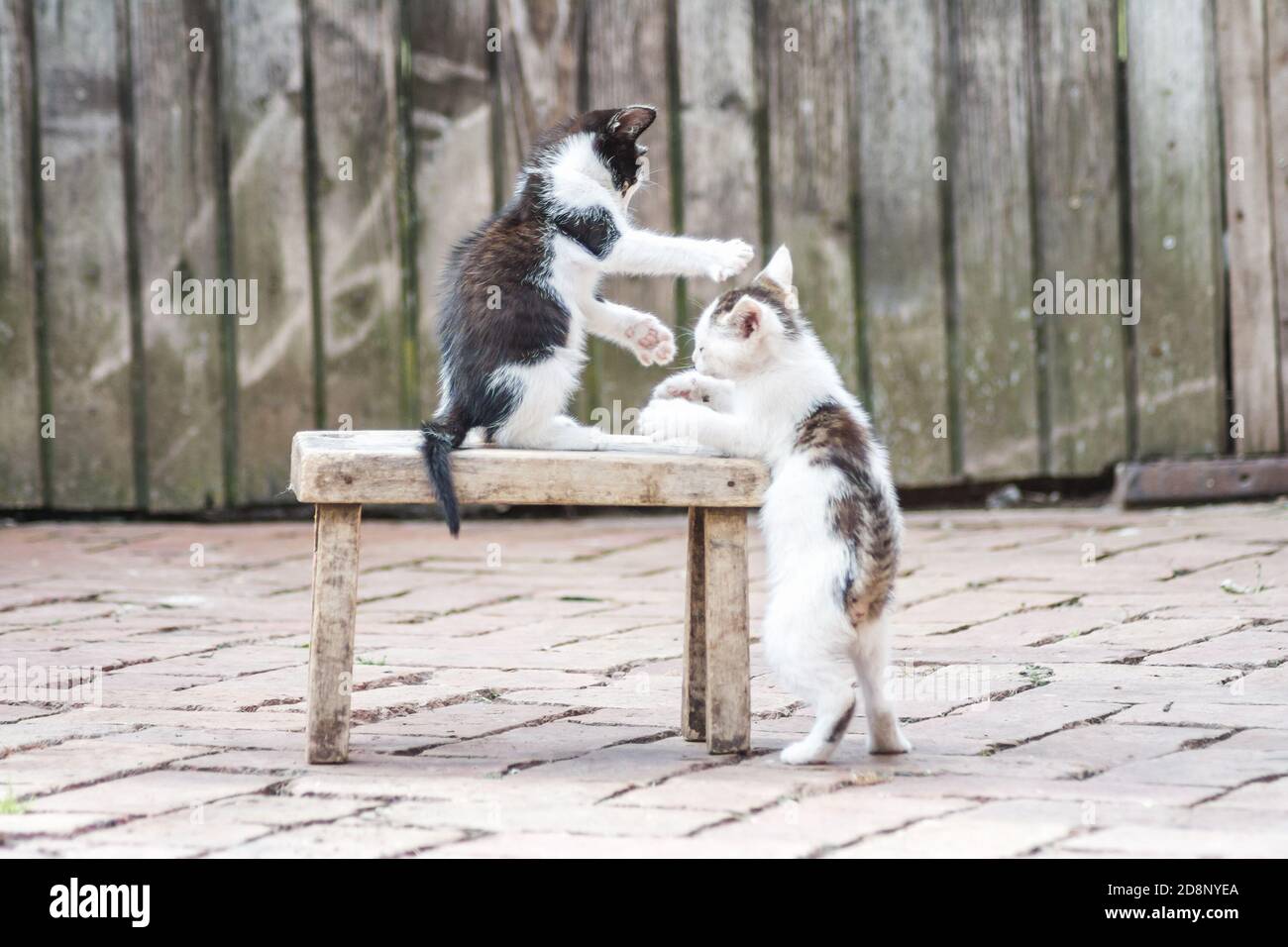 Schöne Aufnahme von niedlichen spielen Kätzchen Stockfoto