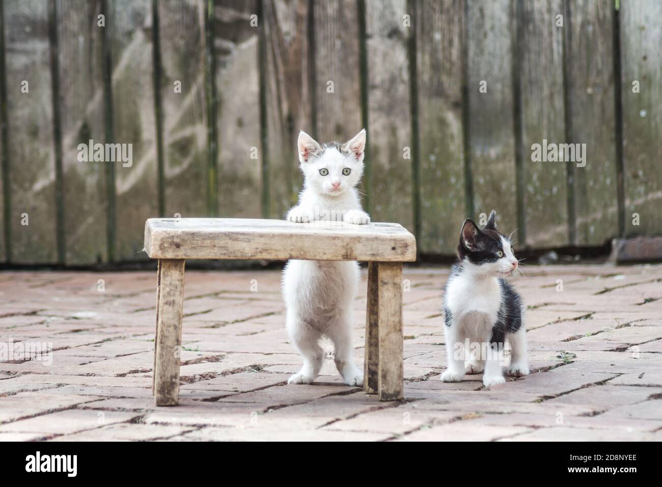 Schöne Aufnahme von niedlichen spielen Kätzchen Stockfoto