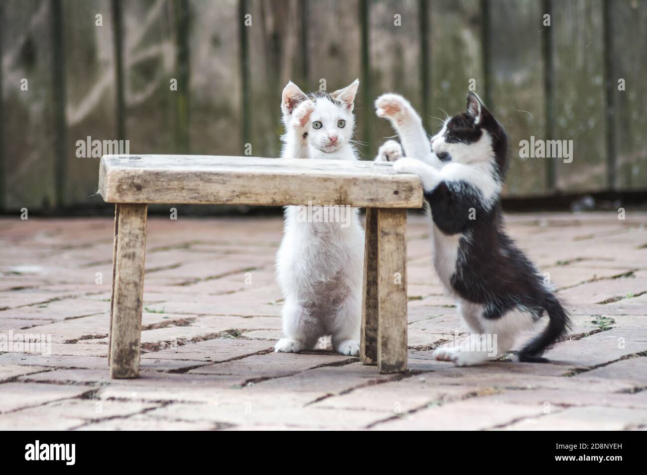 Schöne Aufnahme von niedlichen spielen Kätzchen Stockfoto