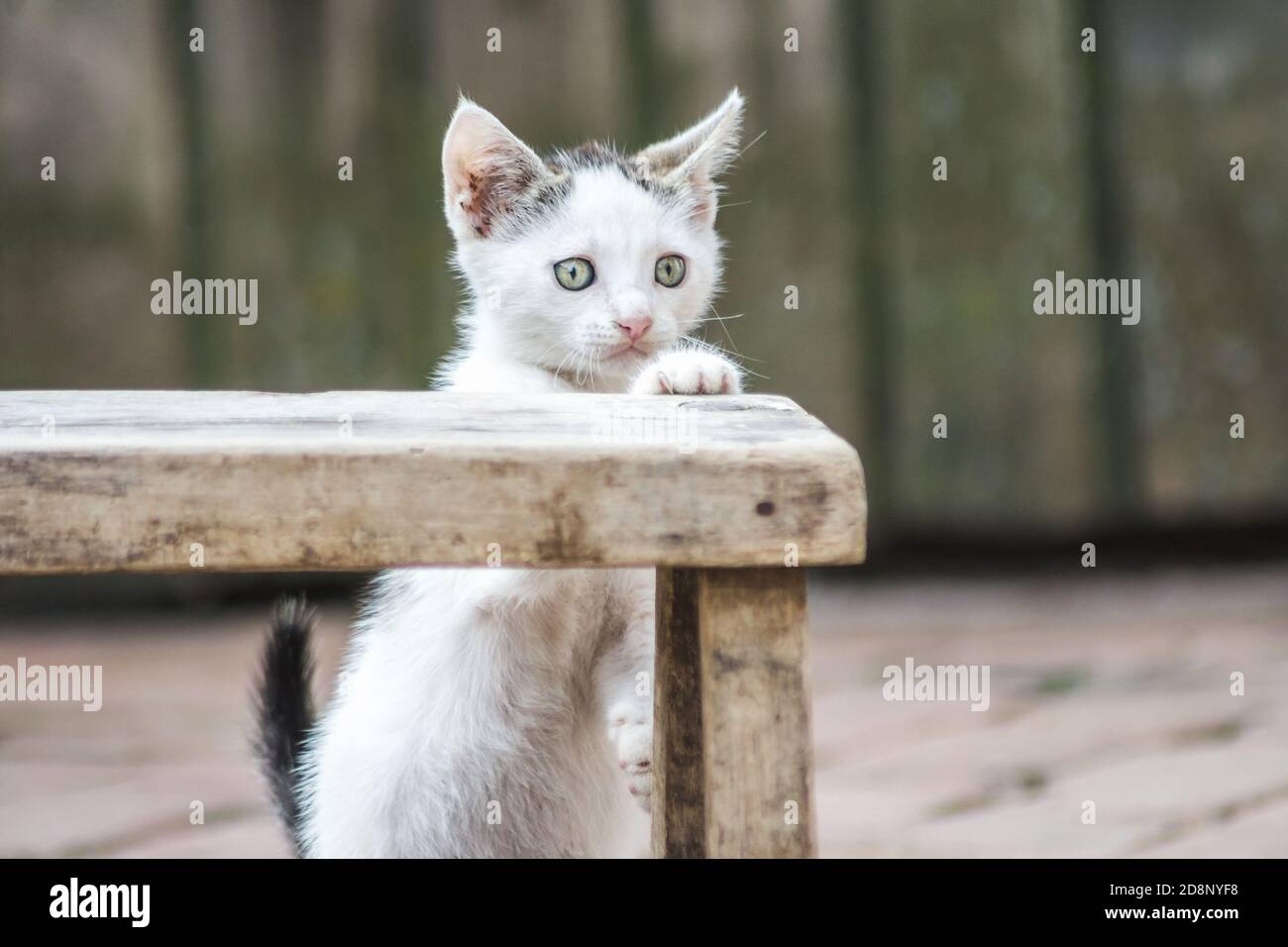 Nahaufnahme eines niedlichen kleinen heimischen Kätzchens Stockfoto