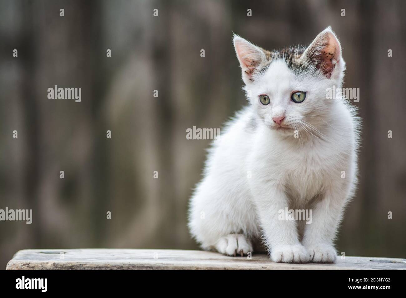 Nahaufnahme eines niedlichen kleinen heimischen Kätzchens Stockfoto