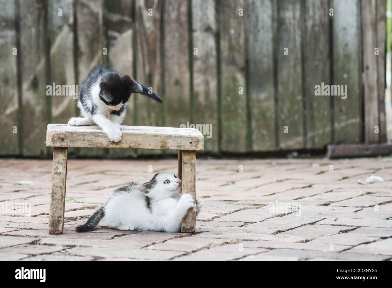 Schöne Aufnahme von niedlichen spielen Kätzchen Stockfoto