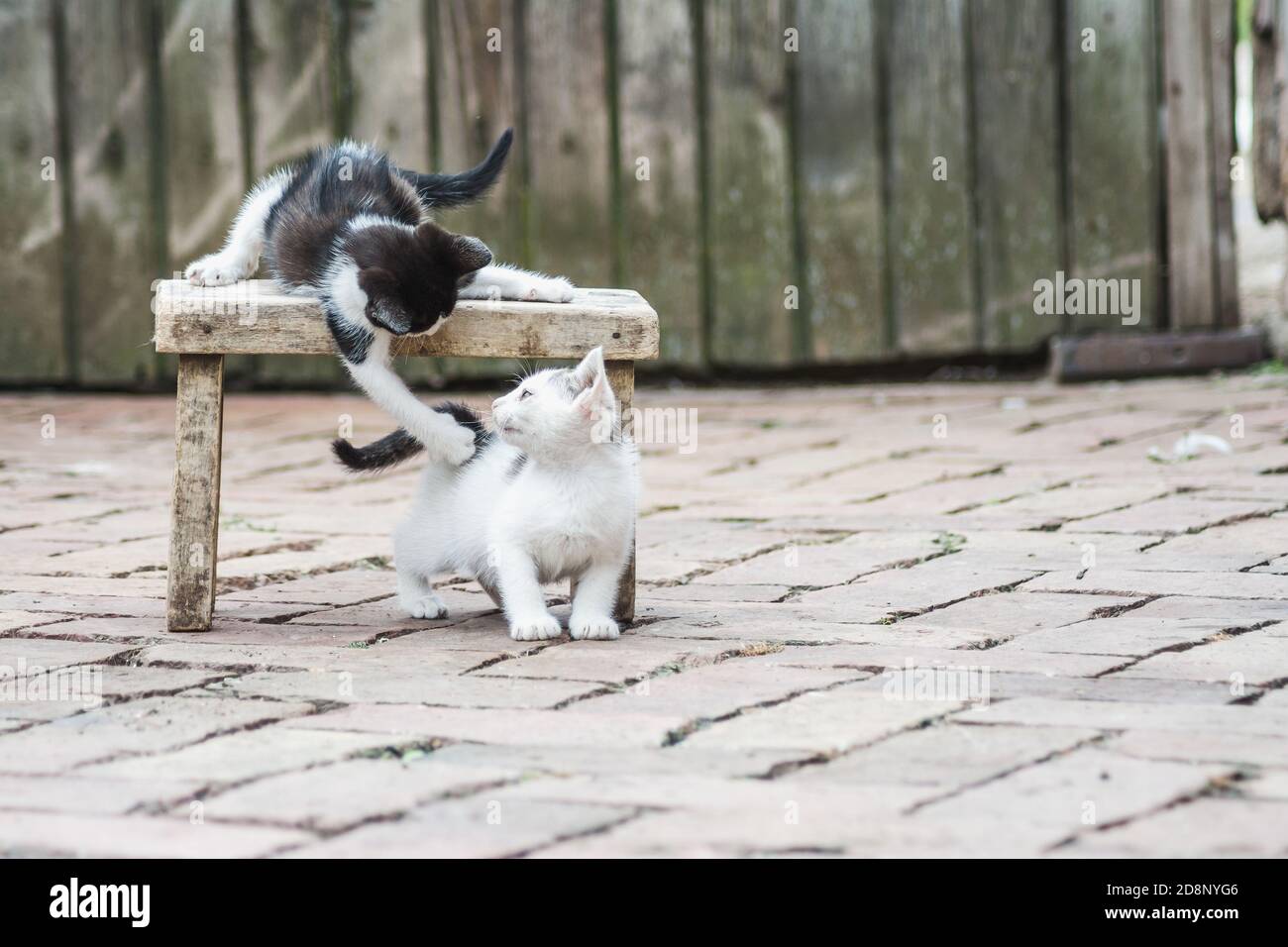 Schöne Aufnahme von niedlichen spielen Kätzchen Stockfoto
