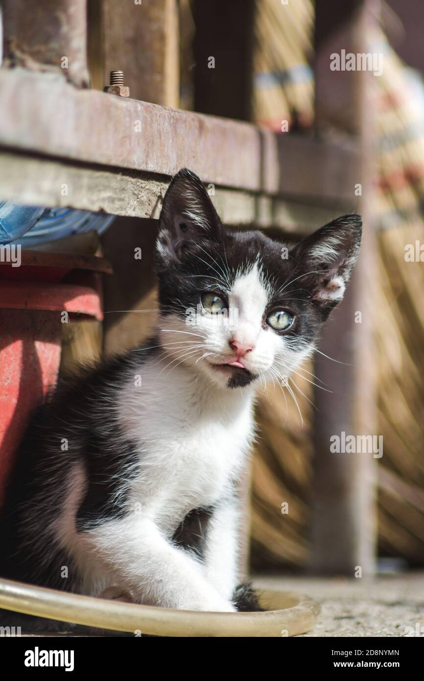 Nahaufnahme eines niedlichen kleinen heimischen Kätzchens Stockfoto