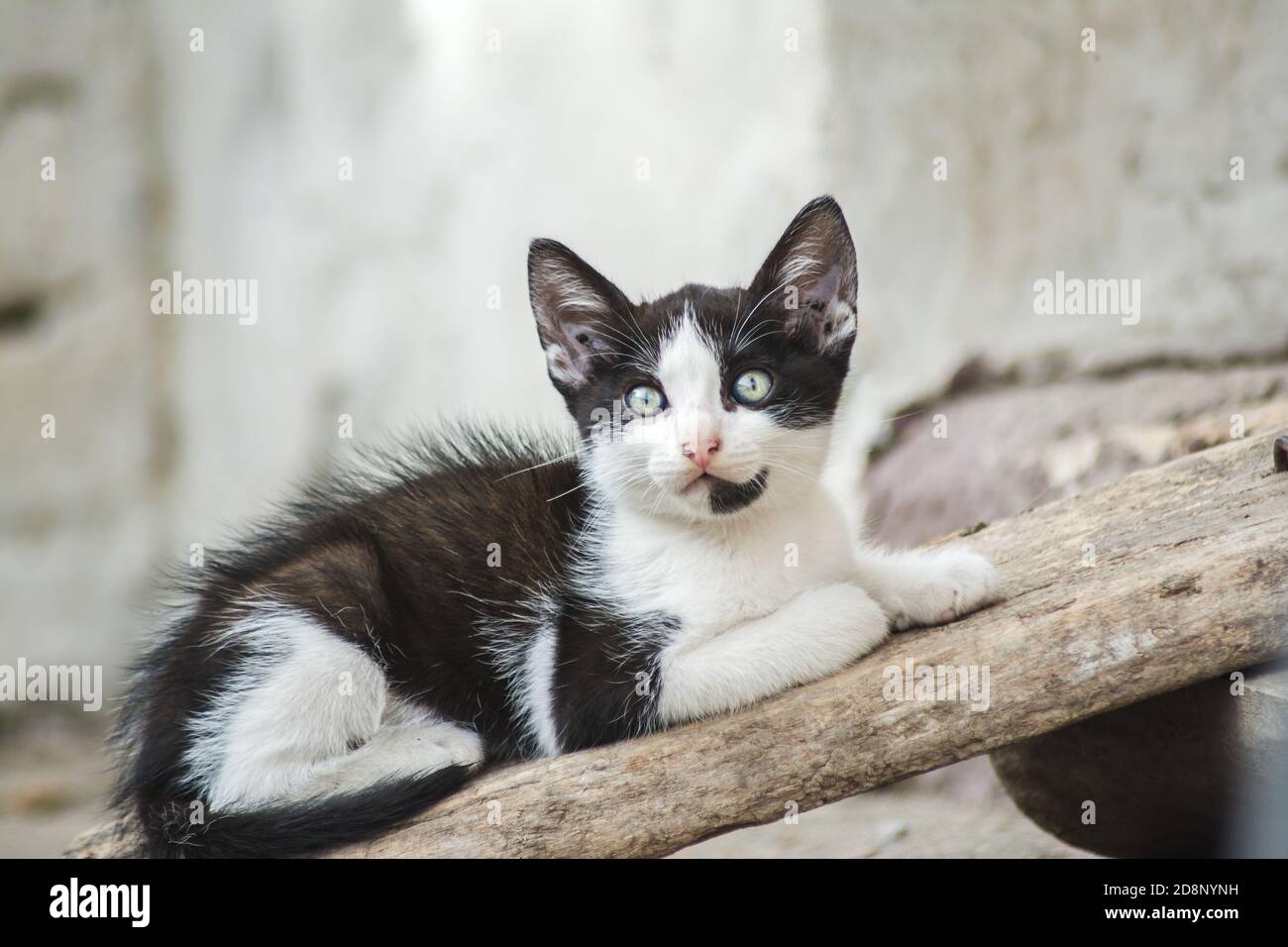 Nahaufnahme eines niedlichen schlafen Kitty Stockfoto