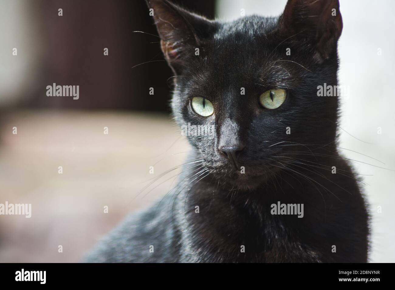 Nahaufnahme einer niedlichen kleinen Hauskatze Stockfoto