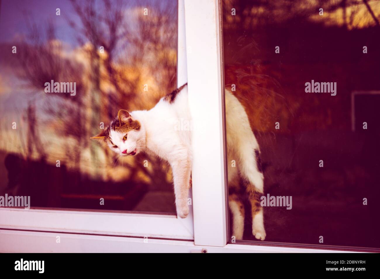 Katze steckte im Fenster. Offene Fenster sind gefährlich für Haustiere Stockfoto