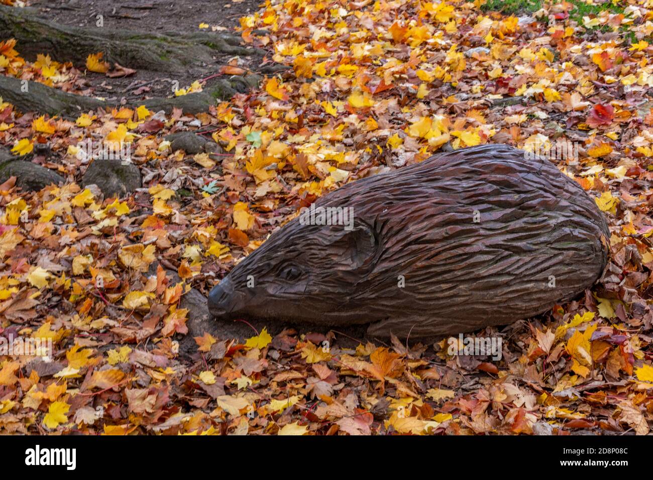 Geschnitzter Igel aus Holz zwischen Herbstblättern neben einer Baumwurzel. Holzskulptur eines Igels. Stockfoto