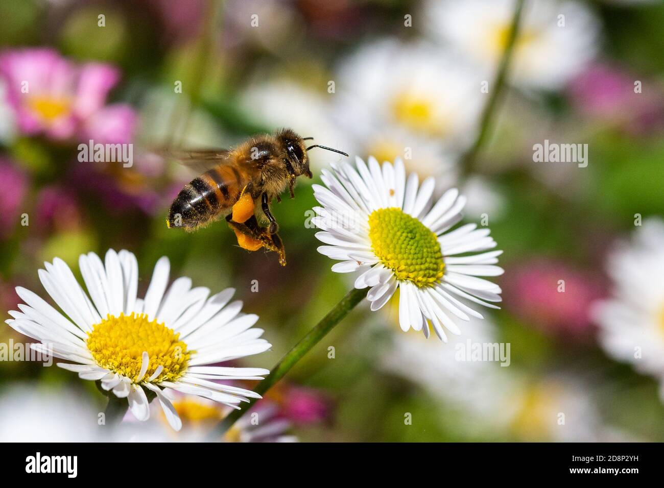 Honigbiene mit Pollen beladen schwebend um Rock Gänseblümchen [ Erigeron sp Stockfoto
