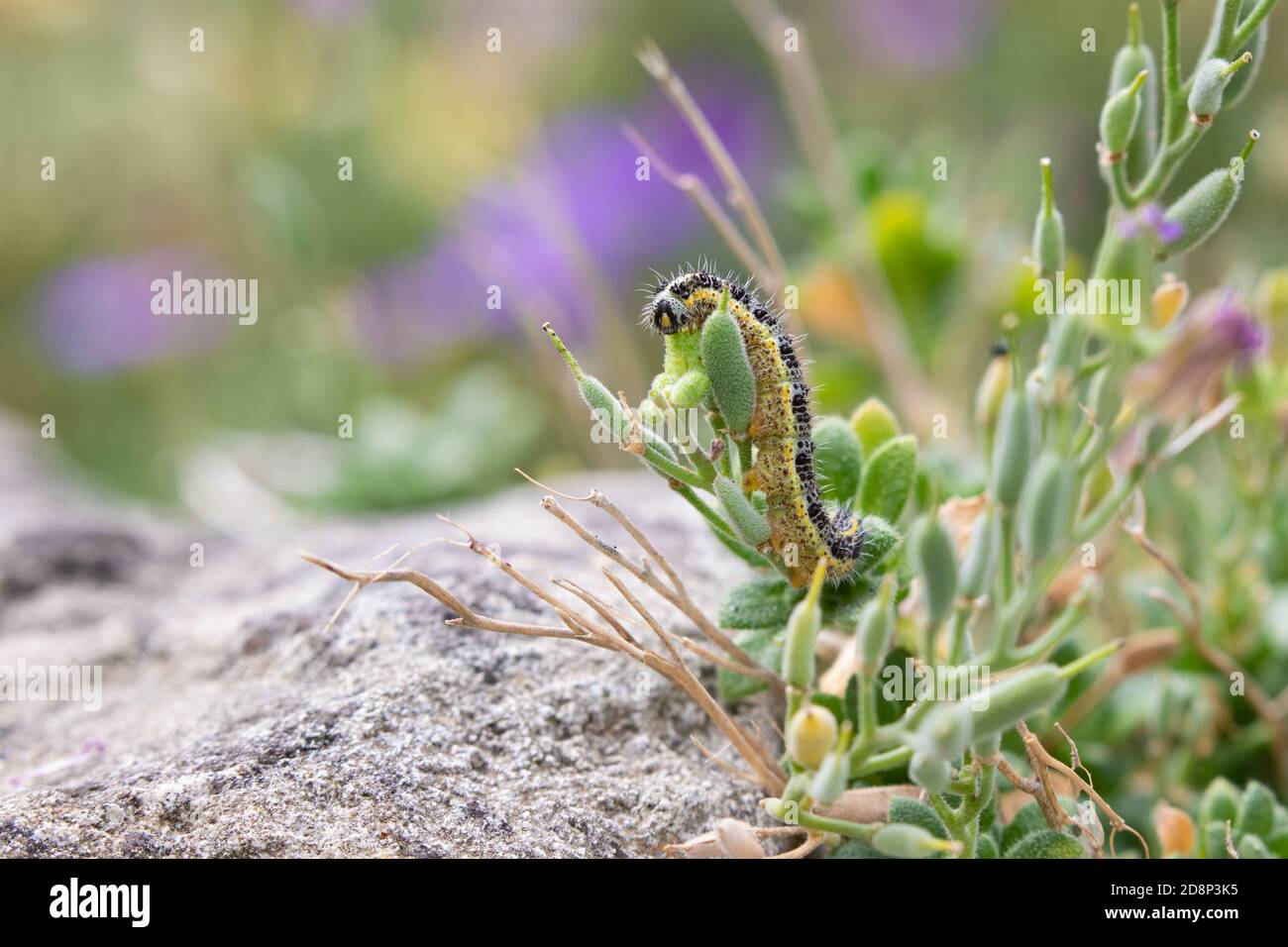 Raupe des großen weißen Schmetterlings [ Pieris brassicae ] Stockfoto