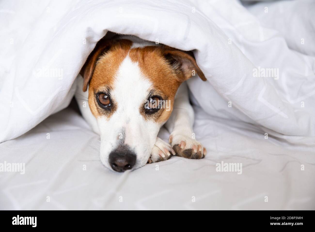 Ein Hund, Jack Russell Terrier, liegt auf einem Bett unter einer Decke auf dem Bauch, streckt die Beine nach vorne, schaut auf die Kamera. Vollbluttier. Tag Des Hundes. Stockfoto