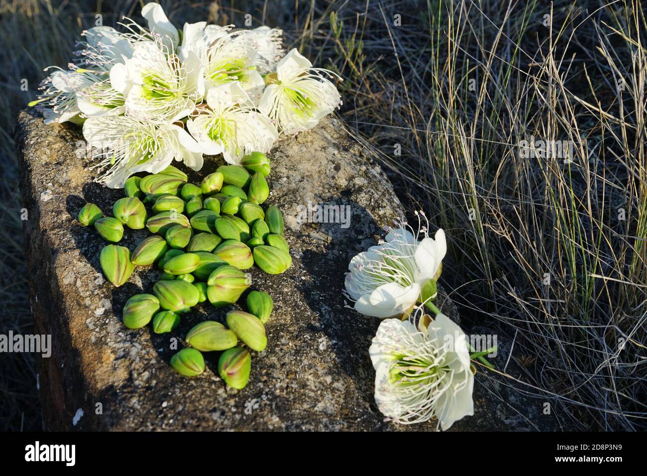 Kapern Blumen und Früchte auf einem Stein Hintergrund Stockfoto