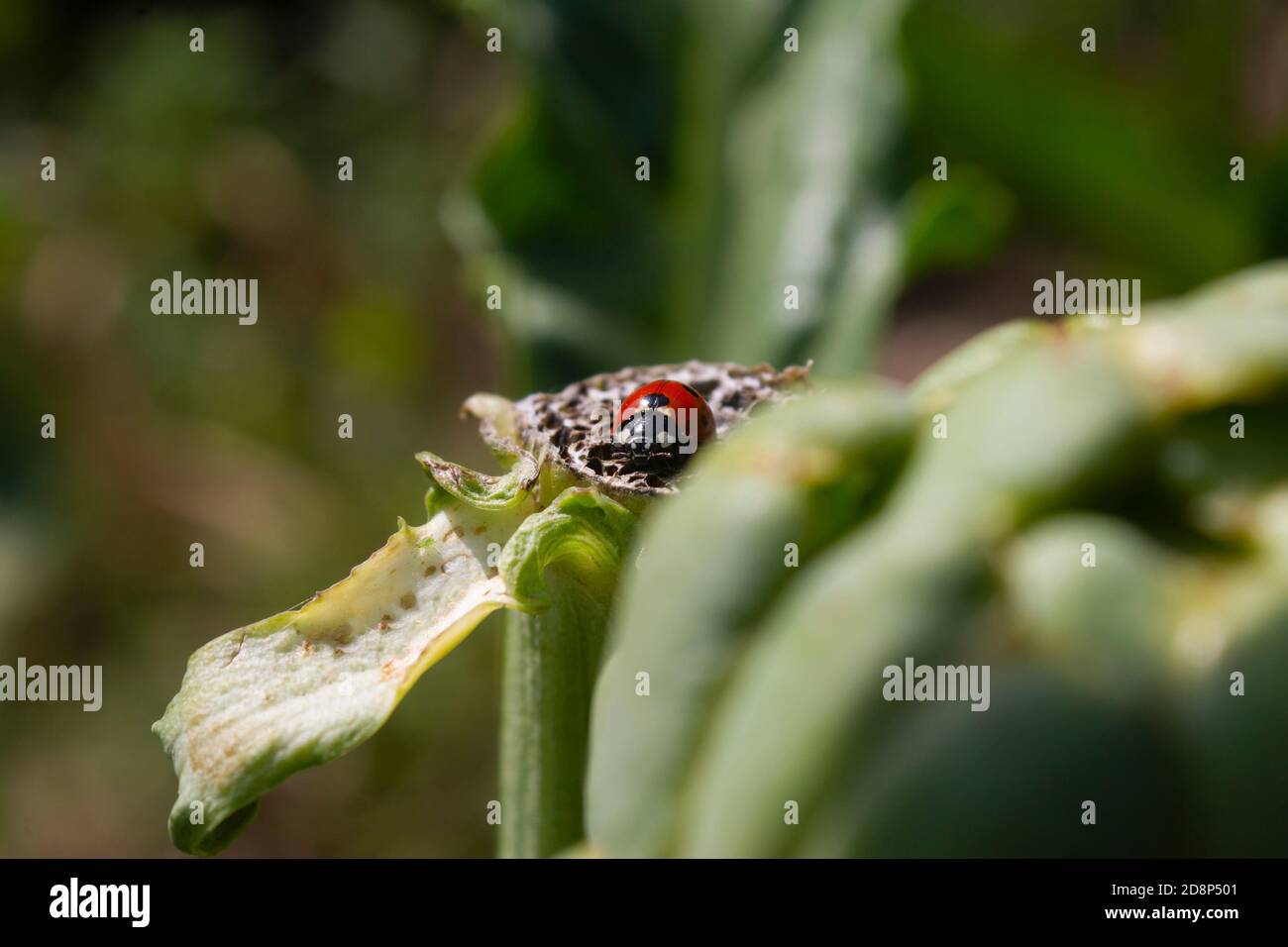 Marienkäfer im Gemüsegarten.Dieses Insekt hilft, zerstörerische Schädlinge wie Blattläuse zu beseitigen.natürliche Schädlingsbekämpfung. Stockfoto