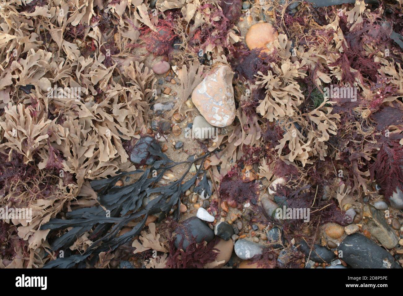 Nahaufnahme von Algen Steinen Kiesel Muscheln in einem Felsenpool an einem wunderschönen Sandstrand in Norfolk East Anglia England, Vogelperspektive Stockfoto