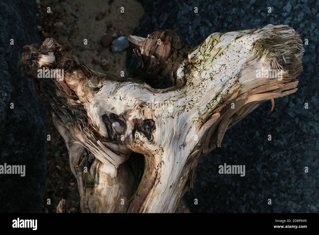 Nahaufnahme eines großen trockenen Stückes alten hölzernen braunen strukturierten alten Treibholzes an einem Sandstrand, untergebracht zwischen grauem Granitfelsen in Norfolk UK Stockfoto