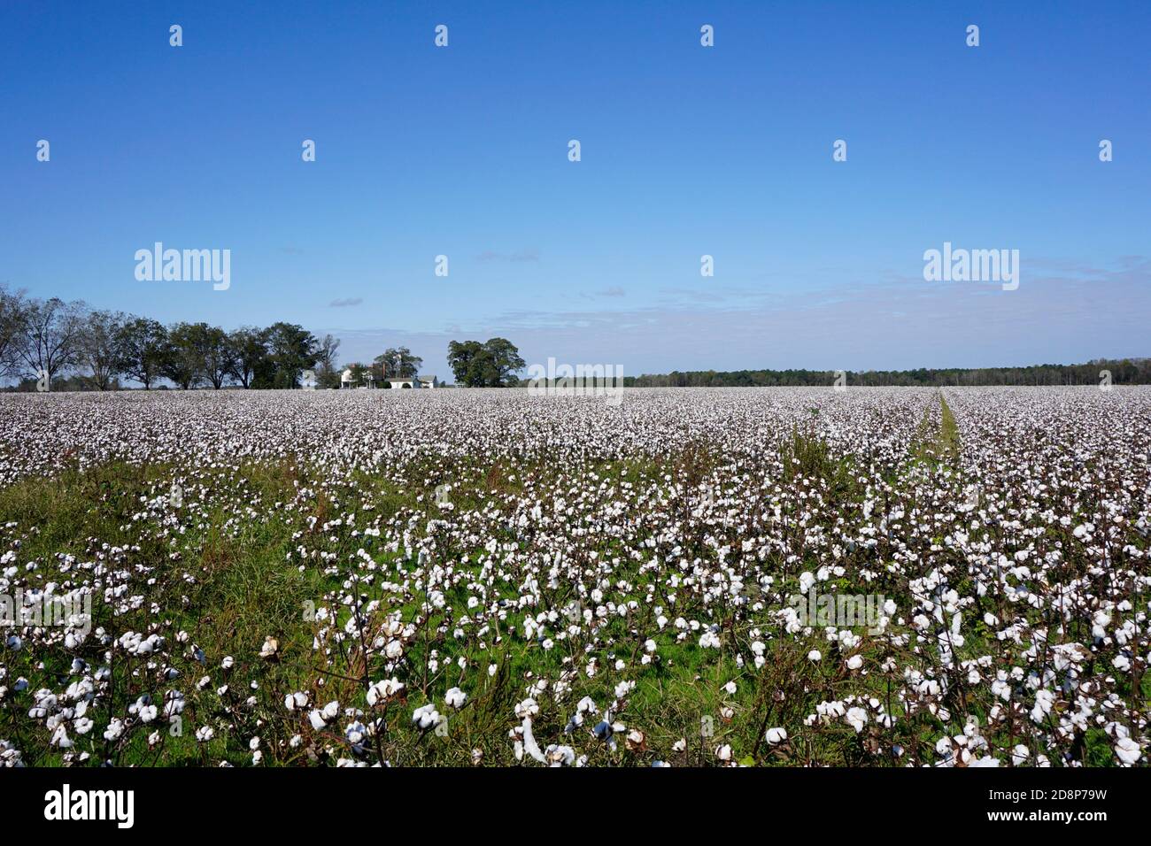 Feld aus Baumwolle unter einem blauen Himmel Stockfoto