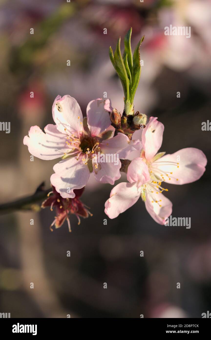 Nahaufnahme eines blühenden Mandelbaums und der ersten Knospen Von neuen Blättern im frühen Frühjahr Stockfoto