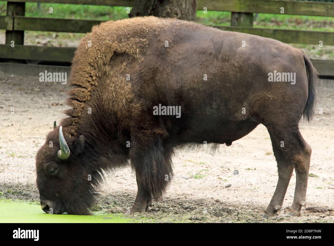 American Bison, Bison Bison, im Cape May County Zoo and Park, New Jersey, USA Stockfoto